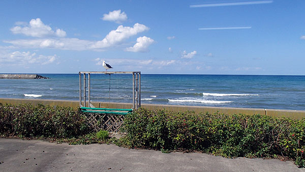 窓の外には海鳥が居ました
